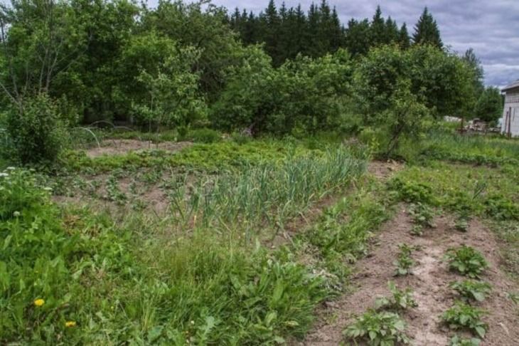 Сорняки перед ними бессильны: 3 кухонных средства – дешевле и мощнее магазинных препаратов
