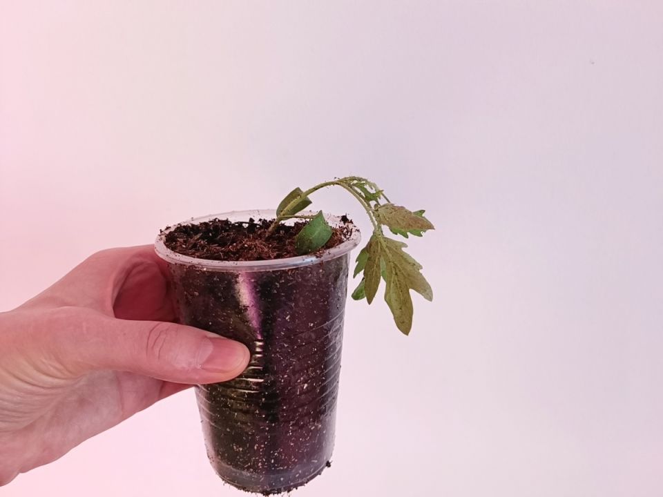     :      