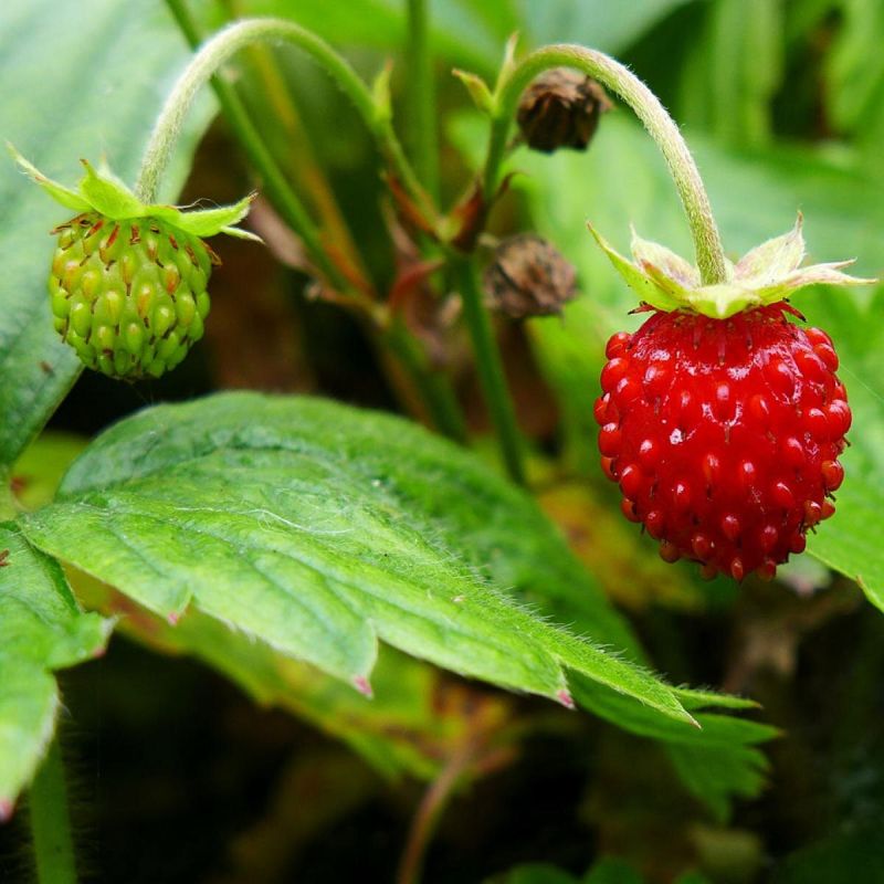    strawberry :    