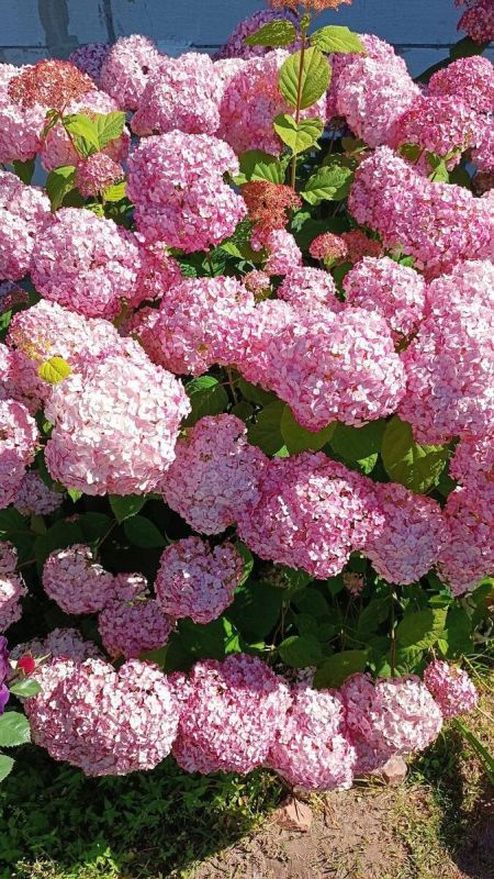  :  Candybelle Bubblegum   