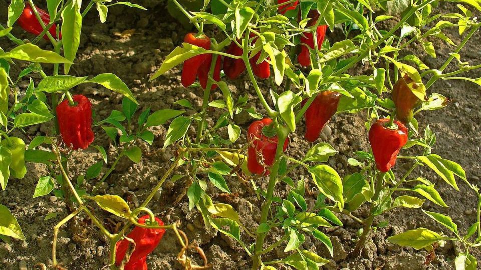 Почему скручиваются листья рассады перца: основные причины и решения