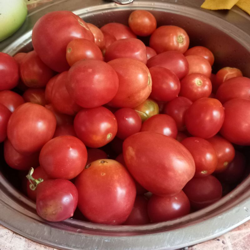 Как обеспечить щедрый урожай томатов: секреты правильной подкормки на этапе цветения