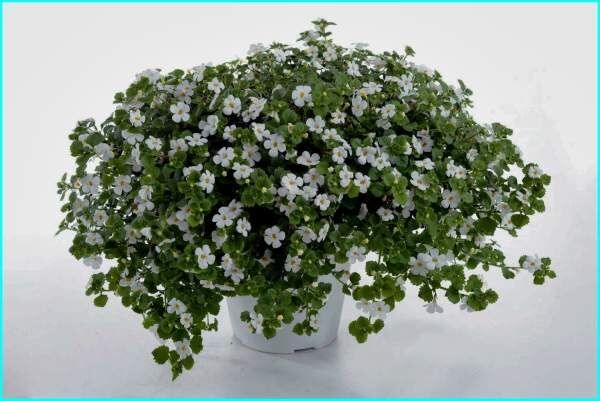 Очарование бакопы: красивый акцент в вашем саду