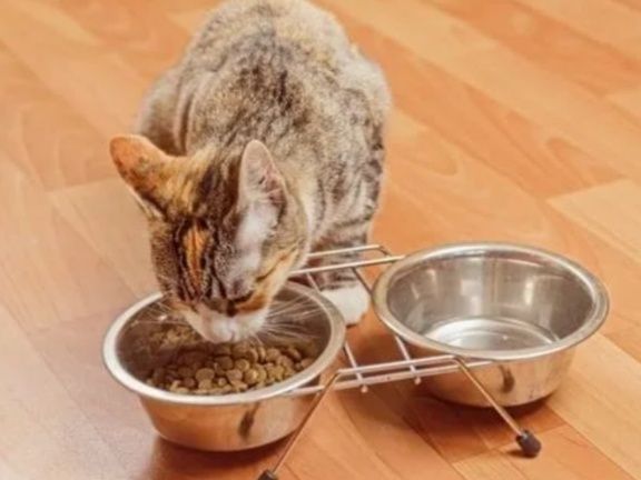 Забота о здоровье питомца: важность чистоты миски