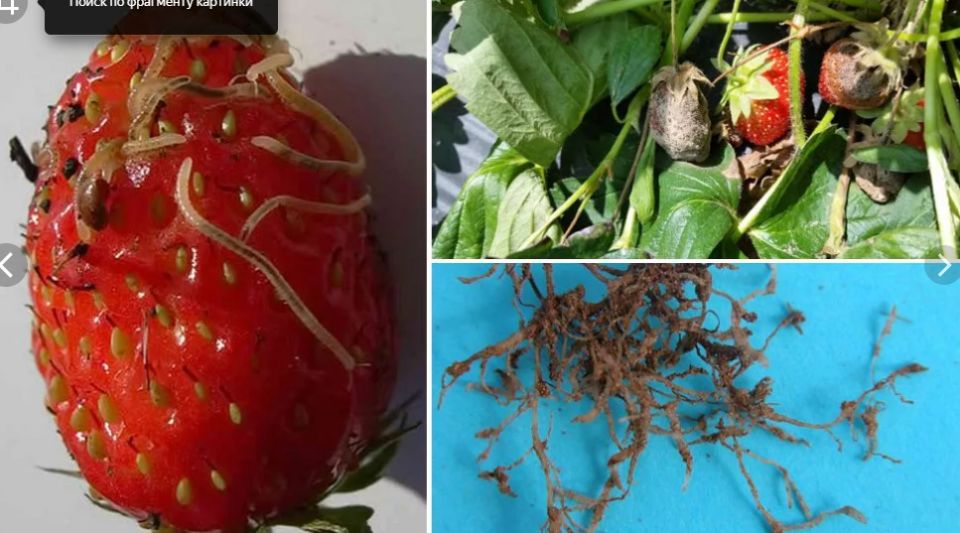 Проблемы с нематодами клубники: От угрозы к решению