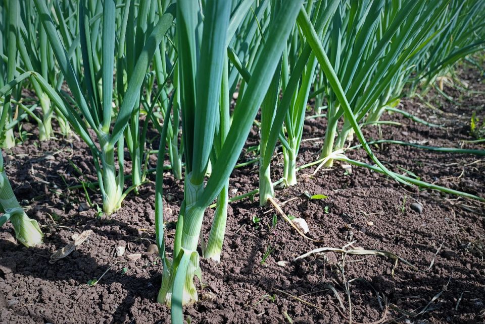 Июльская подкормка лука: как вырастить большие луковицы и обеспечить долговременное хранение