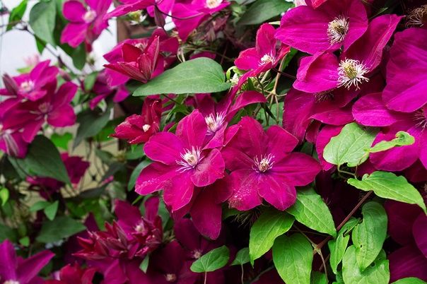 Размножение клематисов: секреты успешного черенкования