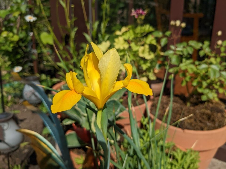 Садовые неудачи: три истории о растениях и их сюрпризах