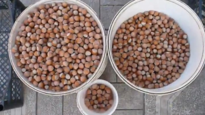 Как исправление пяти ключевых ошибок принесло урожай лесного ореха спустя восемь лет