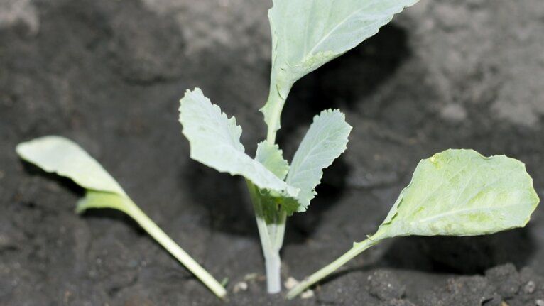 Как заполучить идеальную рассаду капусты: советы опытной соседки