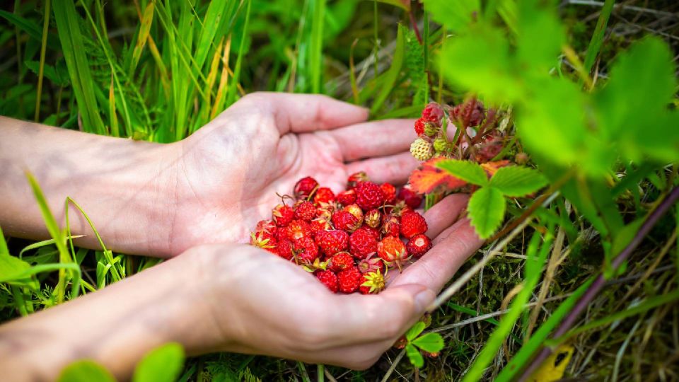 Клубника вырастет мелкой из-за трех ошибок: вот что нужно исправить в уходе за ягодой