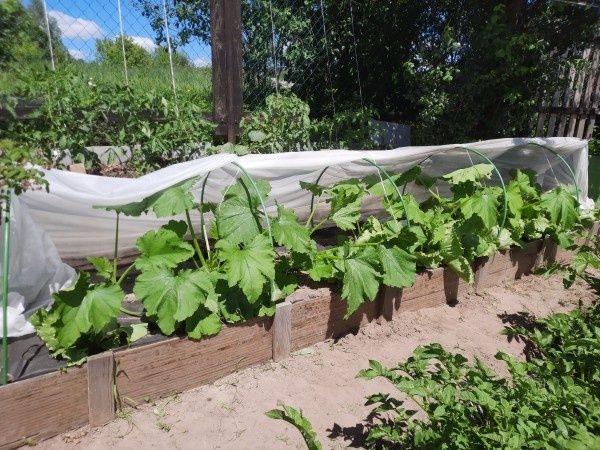 Грядка по-японски: как комбинированные посадки меняют подход к огородничеству