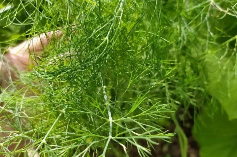 Секреты успешного посева укропа: как вырастить ароматную зелень в открытом грунте