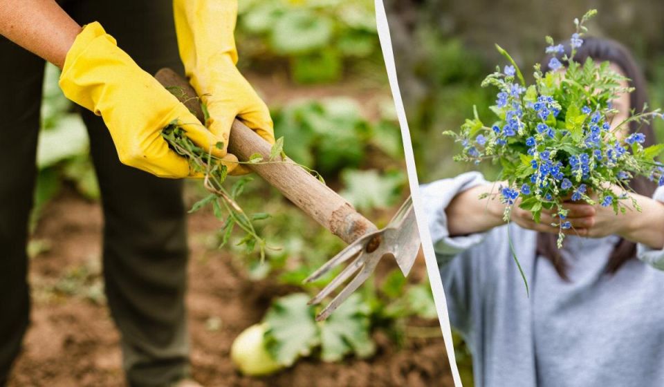 Как украсить сад и бороться с сорняками: секреты почвопокровных растений
