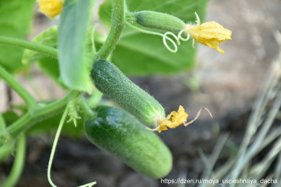 Как вырастить огурцы мечты: советы и проверенные сорта для дачников