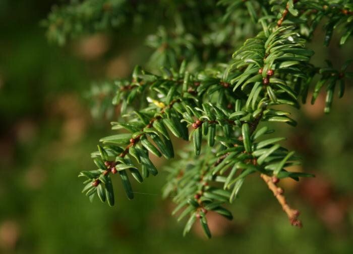 Тсуга: редкий жемчуг вашего садового участка