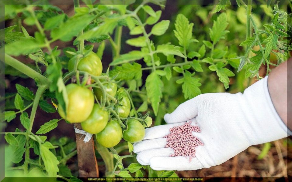 Секреты успешного ухода за томатами: как добиться обильного урожая в августе