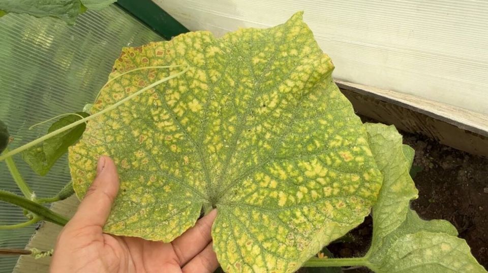 Почему листья огурцов желтеют и как быстро вернуть им здоровье