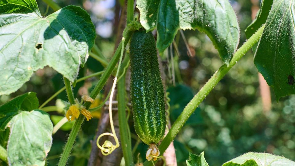 Хватит искать недостатки в сорте: у огурцов толстая кожура из-за вашей же ошибки