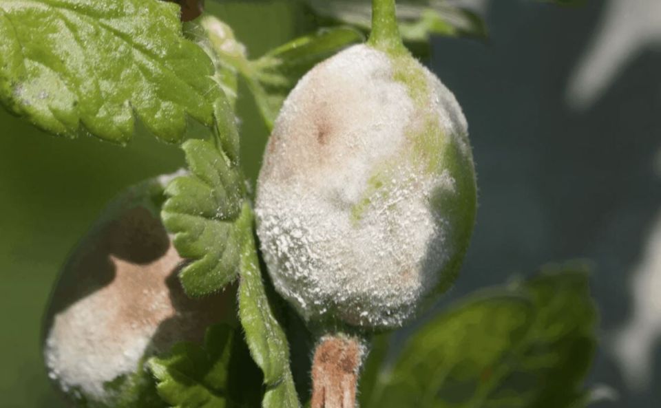 Эффективная защита крыжовника от мучнистой росы: советы и хитрости