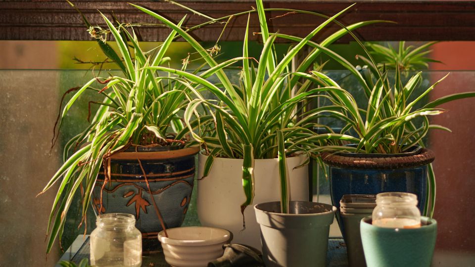 Даже взгрустнувший хлорофитум зацветет буйным цветом: спасет растение этот плод