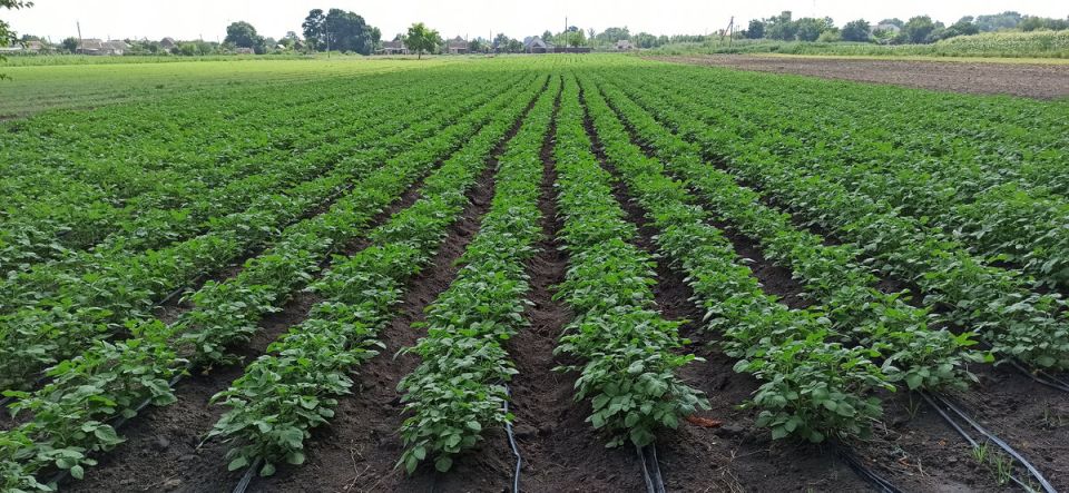 Как вырастить картофель в ограниченном пространстве: простые решения без лишних сложностей