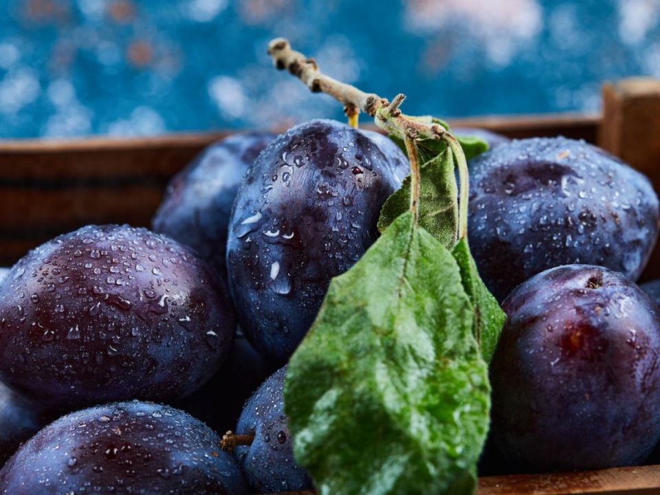 Крупноплодные сливы: сладкие гиганты для вашего сада