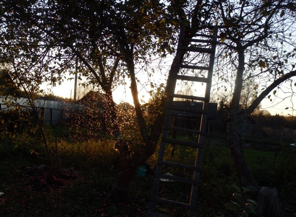 Как подготовить сад к зиме: лучшие секреты осенней обработки растений