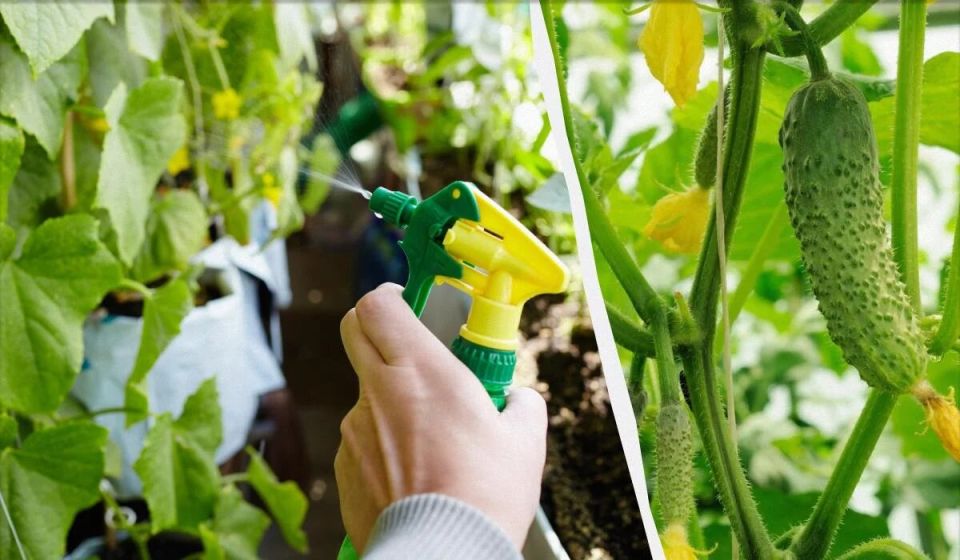 Как аспирин может стать секретом вашего огородного успеха