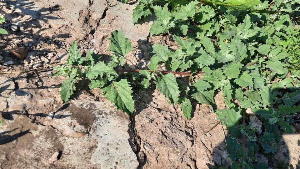 Эффективные методы борьбы с сорняками: народные секреты на помощь садоводам