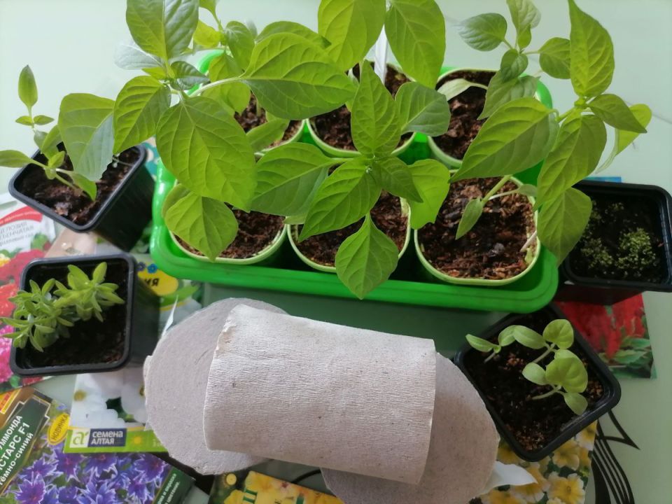 Туалетная бумага: неожиданный помощник садоводов