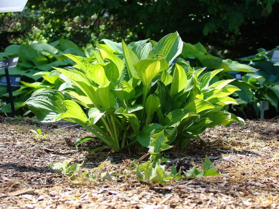 Сад в тени: как сделать ваш участок живописным даже без солнечного света