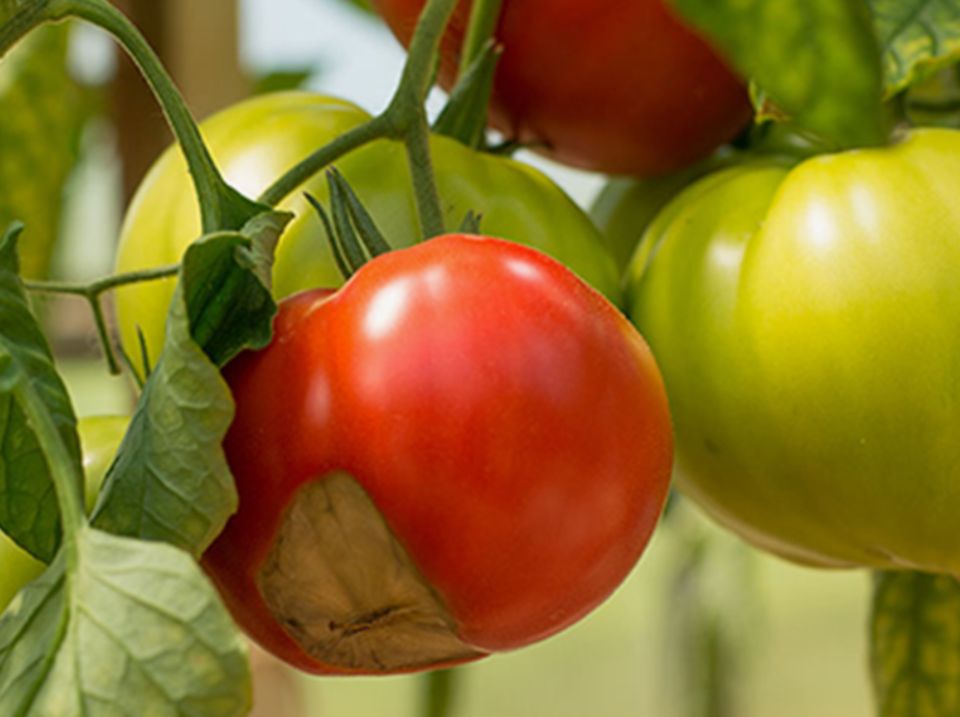 Как защитить томаты и перцы от вершинной гнили: советы и хитрости