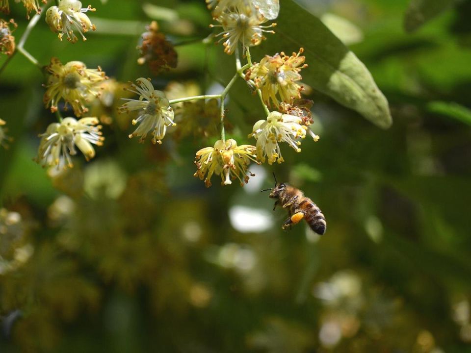 Секреты вечнозеленого счастья: выбираем многолетние растения для вашего сада