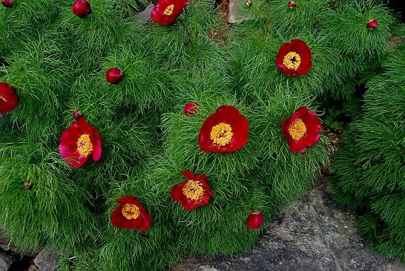 Как создать идеальный сад с минимальными усилиями: лучшие неприхотливые растения