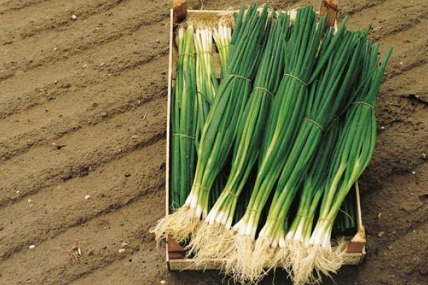 Лук Параде: популярный выбор для здорового питания