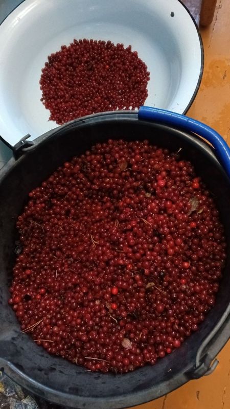 Чудеса карельской природы: брусника, собранная с душой