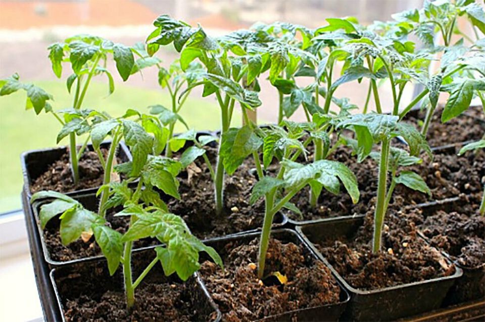 10 неожиданных ошибок, которые губят вашу рассада томатов