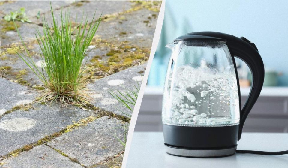 Сорняками между плиткой больше не страшно: откройте для себя эффективный метод