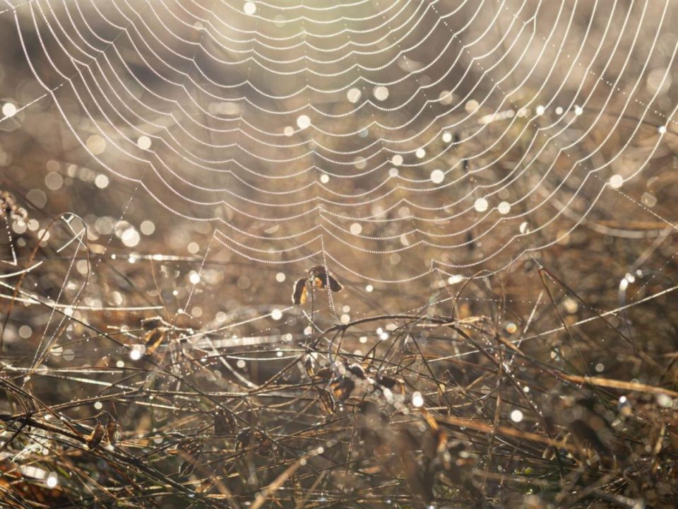 Паутина на кустах: союзники или враги?