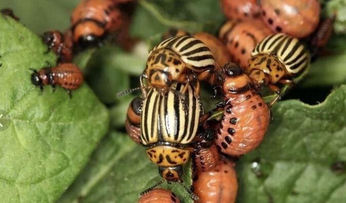 Эффективные методы защиты картофеля от колорадского жука