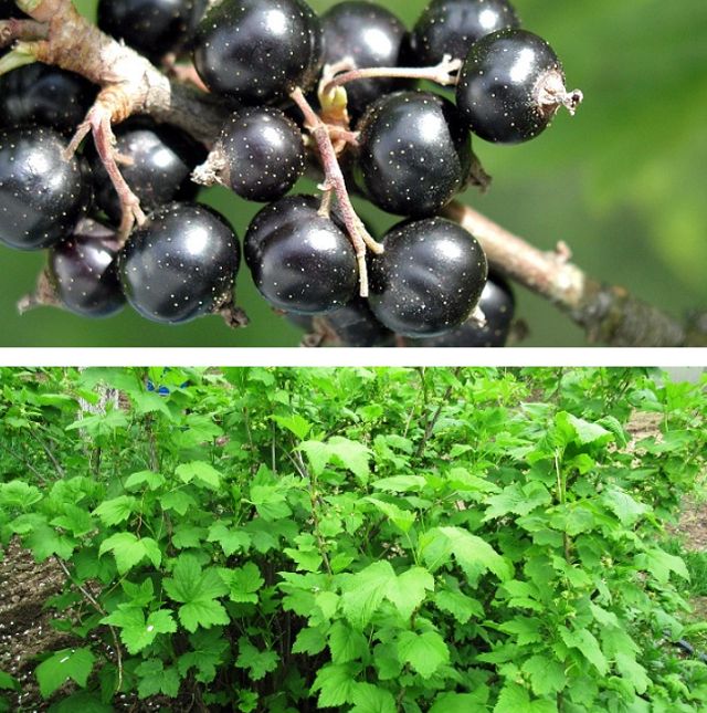 Весенний уход за черной смородиной: секреты успешного урожая