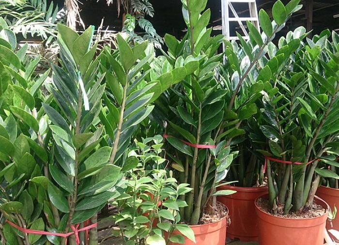 Зимние радости: почему стоит привести комнатные растения в дом