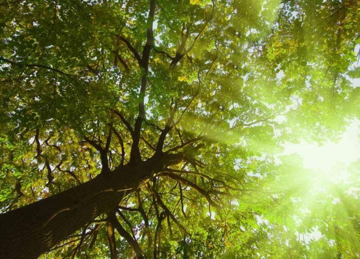 Секреты успешного ландшафтного садоводства на солнечном участке