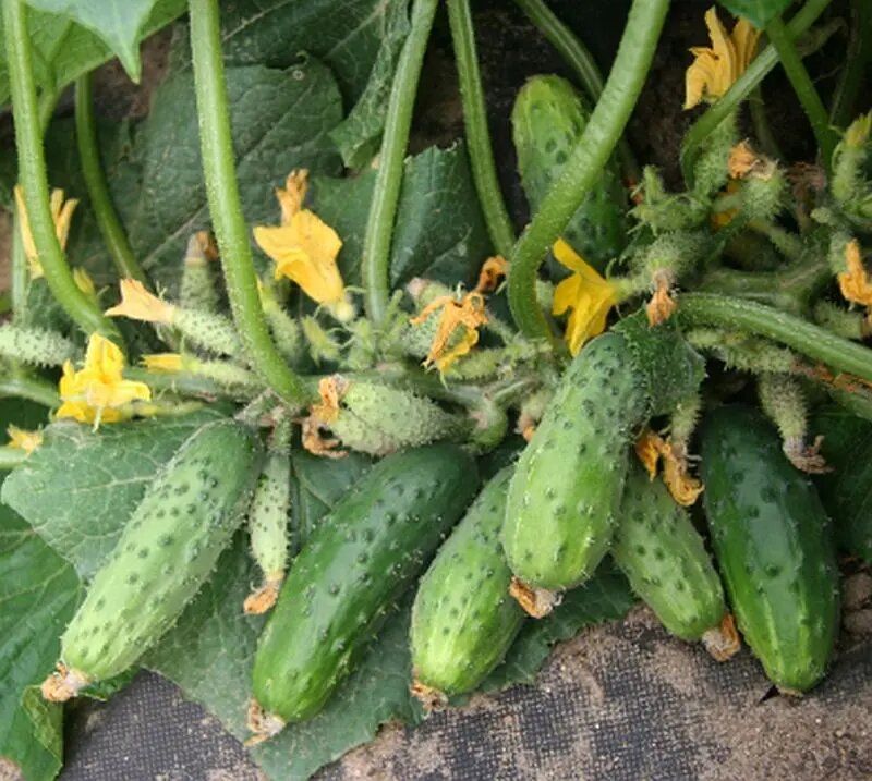 Как старинный метод полива огурцов дарит современные урожаи