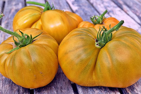 Томаты Улуру Охра: уникальный сорт с ярким вкусом и повышенной урожайностью