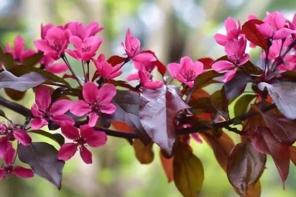 Очарование декоративной яблони Скарлет: идеи для вашего сада