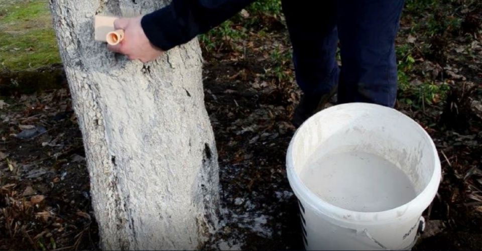 Октябрь: секреты успешной подготовки сада к зиме и ошибки, которых стоит избегать