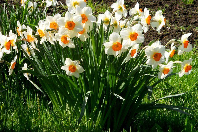 Как выращивать нарциссы: от видов до ухода за цветами