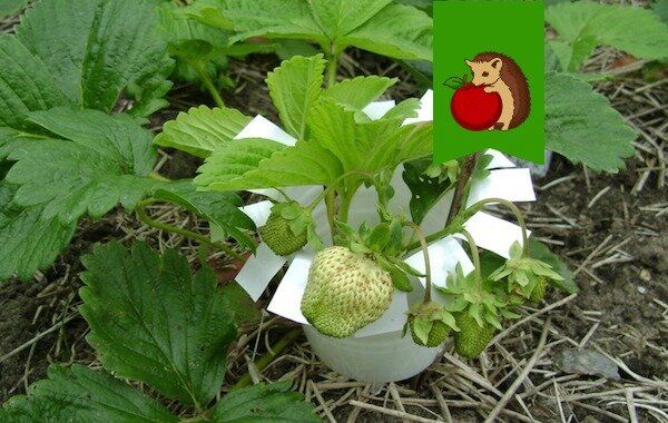 Как собственноручно изготовить эффективные опоры для клубники